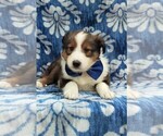 Small Photo #6 Shetland Sheepdog Puppy For Sale in LANCASTER, PA, USA