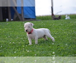 Puppy Puppy 3 Dogo Argentino