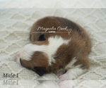 Small Photo #8 Pembroke Welsh Corgi Puppy For Sale in CRESTVIEW, FL, USA