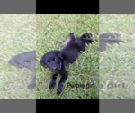 Small Photo #7 Labrador Retriever Puppy For Sale in BETHCAR, SC, USA