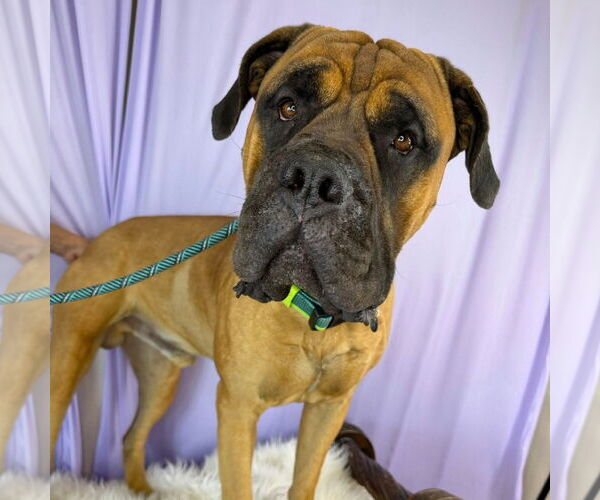 Medium Photo #2 Mastiff Puppy For Sale in Goodyear, AZ, USA