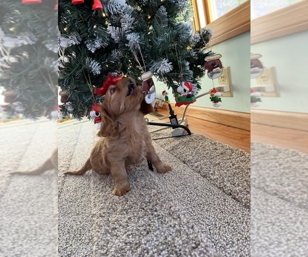 Medium Photo #16 Cavalier King Charles Spaniel Puppy For Sale in KANSAS CITY, MO, USA