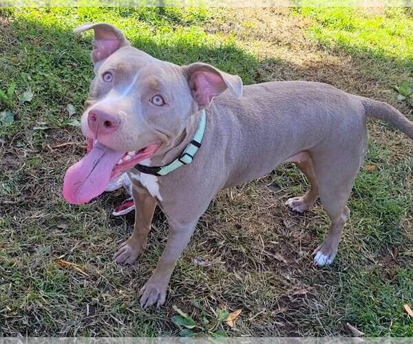 Medium Photo #2 American Pit Bull Terrier-Unknown Mix Puppy For Sale in Millersville, MD, USA