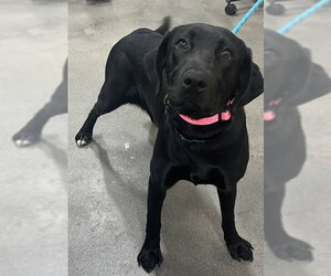 Labrador Retriever Dogs for adoption in Forestville, MD, USA