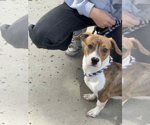 Doxle Dogs for adoption in Princeton, MN, USA