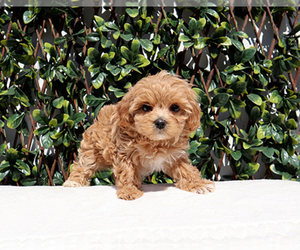 Medium Maltipoo