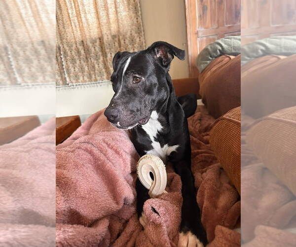 Medium Photo #13 American Pit Bull Terrier-Unknown Mix Puppy For Sale in Oakhurst, NJ, USA
