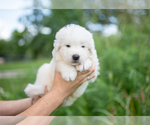 Small #5 Maremma Sheepdog