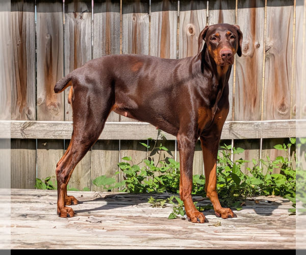 Medium Photo #1 Doberman Pinscher Puppy For Sale in Buffalo, MN, USA