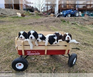 English Springer Spaniel Puppy for sale in OMAK, WA, USA
