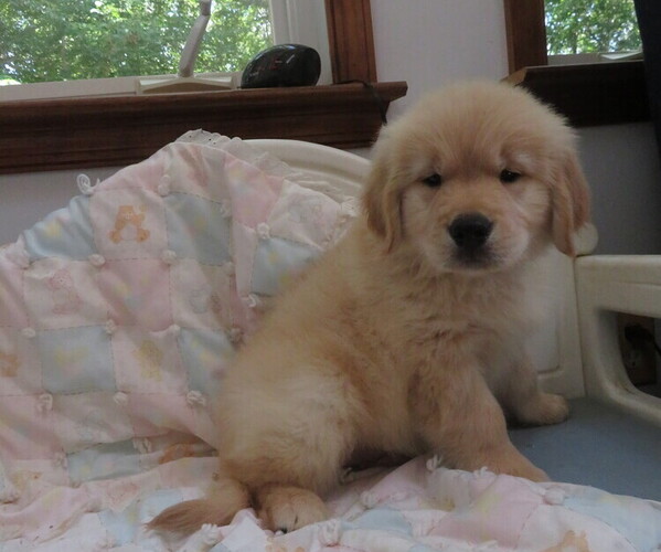 Medium Photo #7 Golden Retriever Puppy For Sale in MECHANICSVILLE, MD, USA