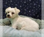 Small #6 Maltese