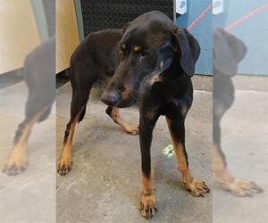 Doberman Pinscher Dogs for adoption in Camarillo, CA, USA