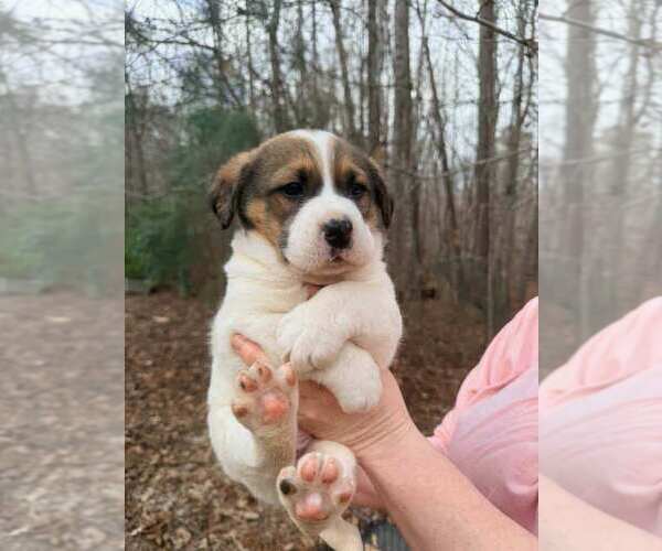 Medium Photo #3 Border Collie-Unknown Mix Puppy For Sale in New York, NY, USA
