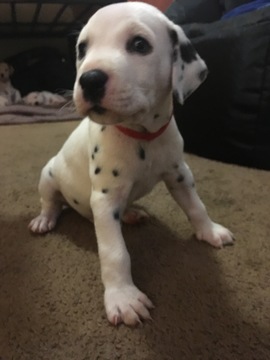 Medium Photo #1 Dalmatian Puppy For Sale in AUSTIN, TX, USA