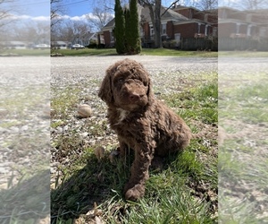 Australian Labradoodle-Bernedoodle Mix Puppy for sale in ATTICA, IN, USA