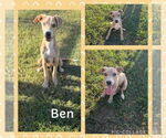 Small #2 Feist Terrier Mix