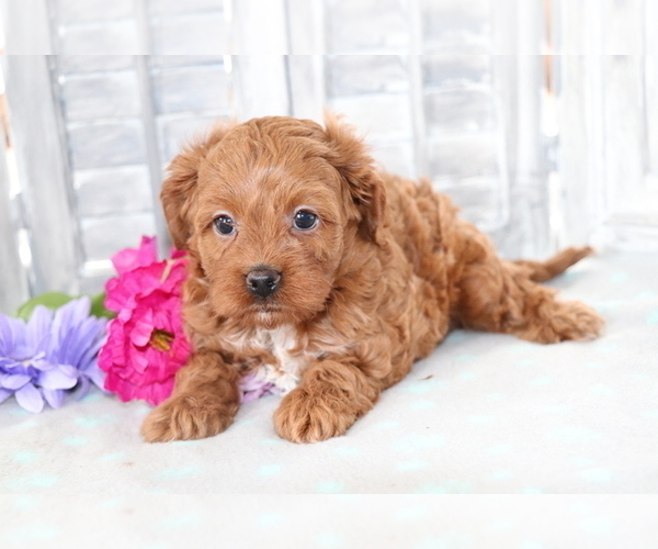 Medium Photo #3 Cavapoo Puppy For Sale in SHILOH, OH, USA