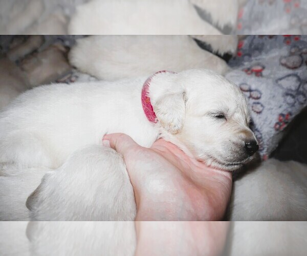 Medium Photo #2 English Cream Golden Retriever Puppy For Sale in LANCASTER, WI, USA