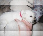 Small #1 English Cream Golden Retriever