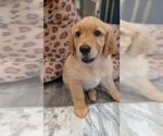 Small #5 Golden Retriever