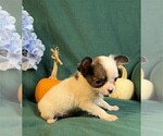 Small #14 Chihuahua