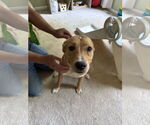 Small Labrador Retriever Mix