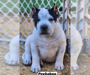 American Bully Puppy for sale in FRANKLIN, KY, USA