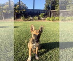 Small #2 German Shepherd Dog Mix