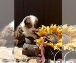 Small #2 Australian Shepherd