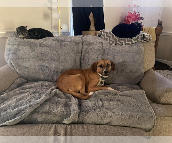 Medium Photo #2 Beagle-Unknown Mix Puppy For Sale in pomfret, CT, USA