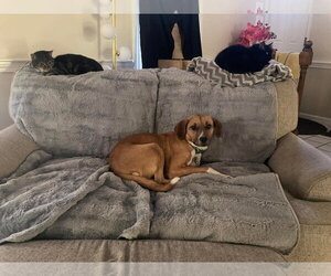 Rosy fka Evie - Female Beagle-Unknown Mix Dog for Adoption - Photo #2