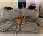 Small #1 Beagle Mix