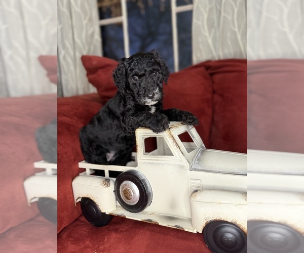 Medium Photo #1 Labradoodle mix (+ Poodle Standard) Puppy For Sale in MOKELUMNE HILL, CA, USA