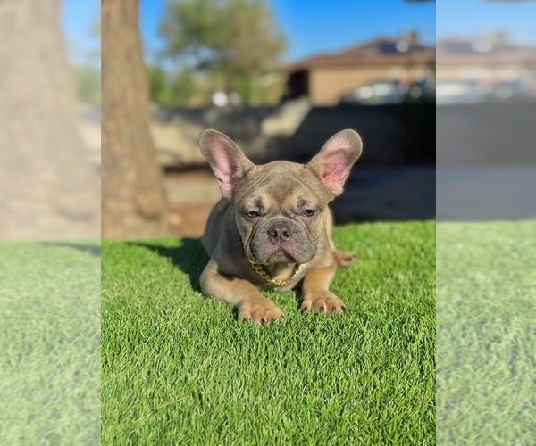 Medium Photo #10 French Bulldog Puppy For Sale in BURBANK, CA, USA