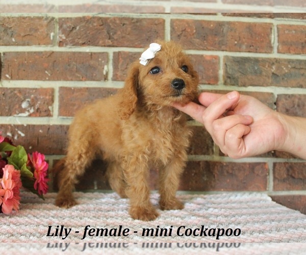 Medium Photo #4 Cockapoo (Miniature) Puppy For Sale in CLARKRANGE, TN, USA