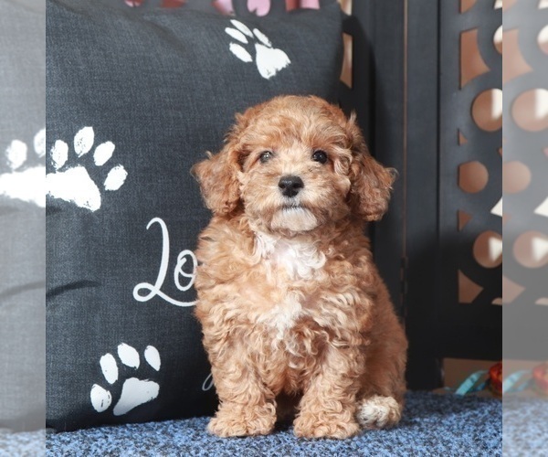 Medium Photo #3 Poodle (Toy) Puppy For Sale in MOUNT VERNON, OH, USA