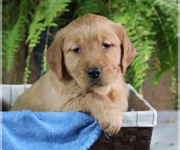 Medium Photo #1 Golden Retriever Puppy For Sale in FREDERICKSBURG, OH, USA