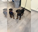 Small #1 Doberman Pinscher