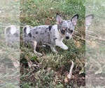 Puppy MaleSOLD Chihuahua