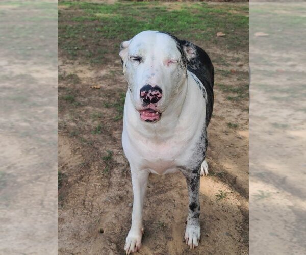 Medium Photo #8 Great Dane Puppy For Sale in Bullard, TX, USA