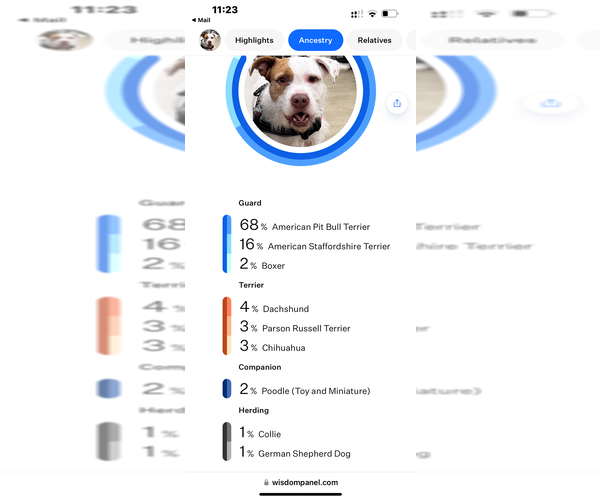 Medium Photo #4 American Staffordshire Terrier-Unknown Mix Puppy For Sale in West Palm Beach, FL, USA