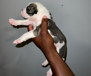 Alapaha Blue Blood Bulldog Puppy for sale in CHESTER, VA, USA