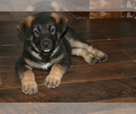 Small Photo #7 Akita-German Shepherd Dog Mix Puppy For Sale in MOODUS, CT, USA