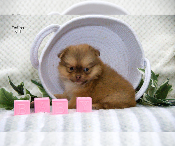 Medium Photo #14 Shiranian Puppy For Sale in CLARE, MI, USA