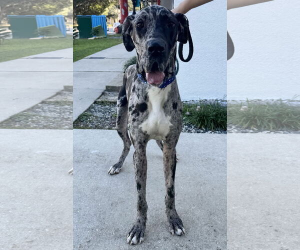 Medium Photo #4 Great Dane Puppy For Sale in Sanford, FL, USA