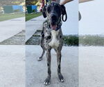 Small #3 Great Dane