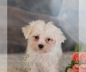 Maltese Puppy for sale in MILL HALL, PA, USA