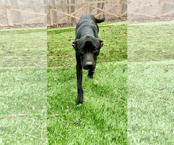 Medium Photo #3 Labrador Retriever-Unknown Mix Puppy For Sale in Ball Ground, GA, USA