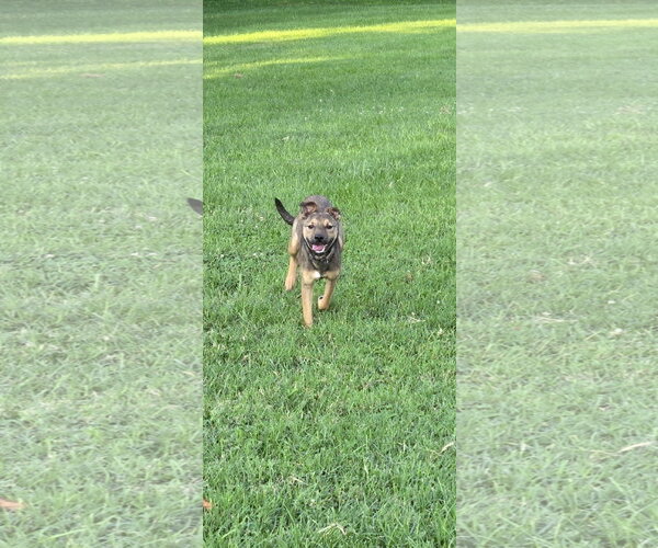 Medium Photo #10 German Shepherd Dog-Unknown Mix Puppy For Sale in Centreville, VA, USA